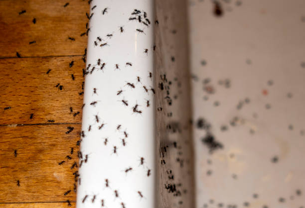 Trusted Wisconsin Dells, WI Pest Control Experts